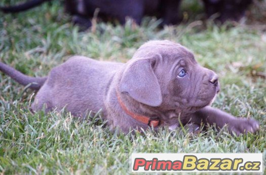 Cane corso s PP, modré a černé – fotografie 5