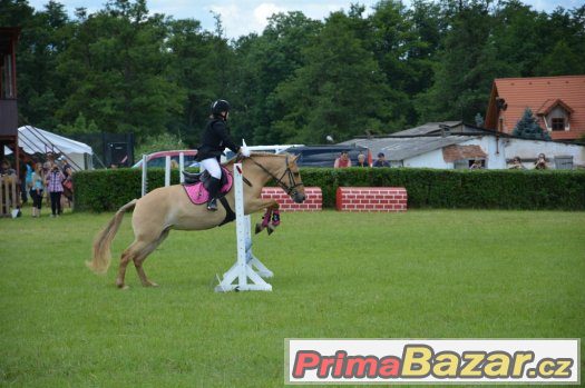 6-ti letá pony klisna do sportu, na rekreaci – fotografie 4