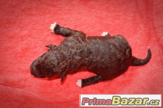 Lagotto Romagnolo s PP – štěňata – fotografie 4