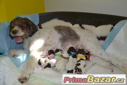 Štěňata LAGOTTO ROMAGNOLO - italský vodní pes – fotografie 1