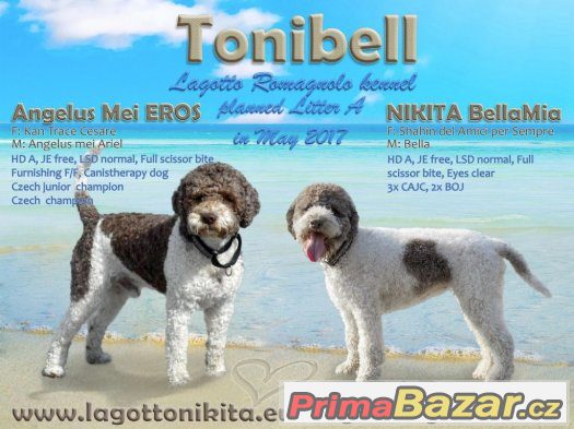Štěňata LAGOTTO ROMAGNOLO - italský vodní pes – fotografie 3