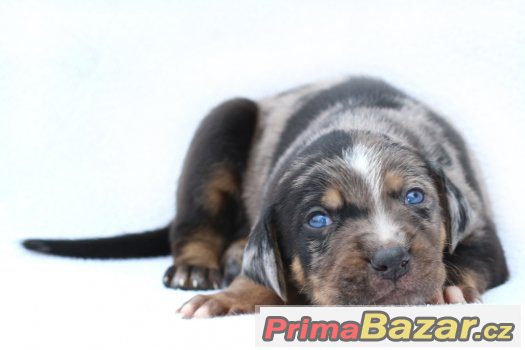 Louisianský leopardí pes - štěňata s PP Louisiana Catahoula – fotografie 1