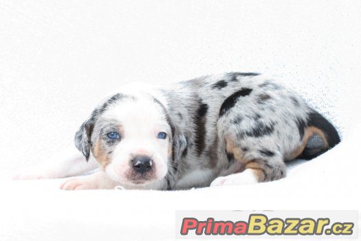 Louisianský leopardí pes - štěňata s PP Louisiana Catahoula – fotografie 2