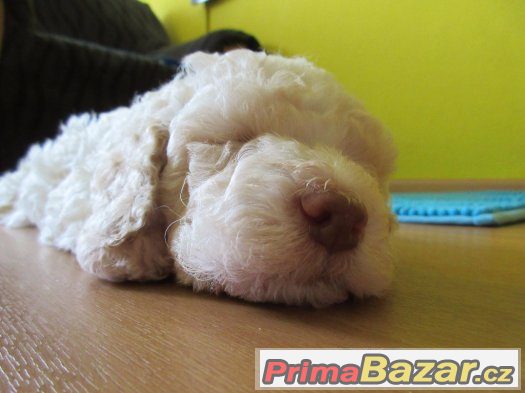 Prodám pejska lagotto romagnolo - italský vodní pes – fotografie 1