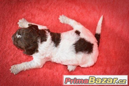 Lagotto Romagnolo – fotografie 1