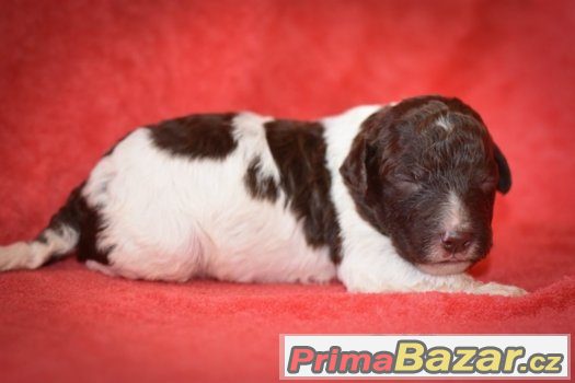Lagotto Romagnolo – fotografie 2