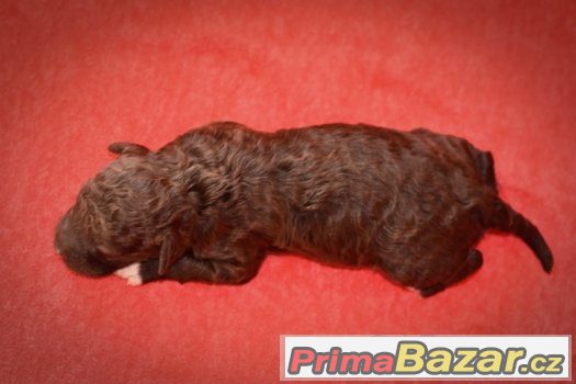 Lagotto Romagnolo – fotografie 3