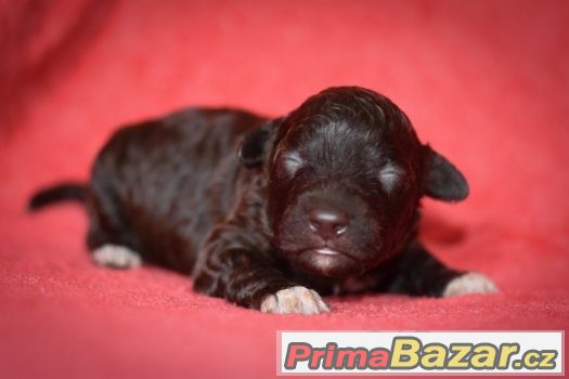 Lagotto Romagnolo – fotografie 4