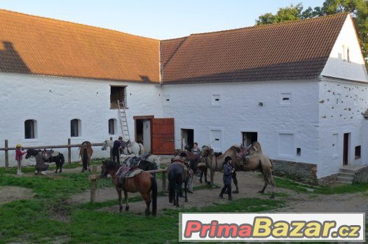 TÁBOR NA KONÍCH PRO DOSPĚLÉ-ČEKOBUDĚJOVICKO – fotografie 3