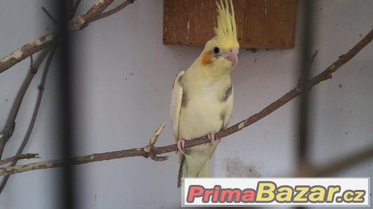 KRÁSNOU KORELU STRAKU na dokrmení nebo později chov – fotografie 1