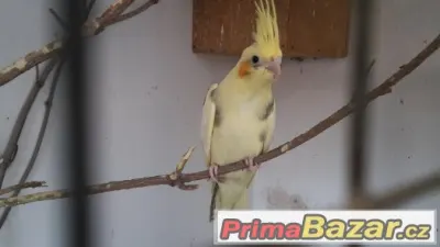 KRÁSNOU KORELU STRAKU na dokrmení nebo později chov
