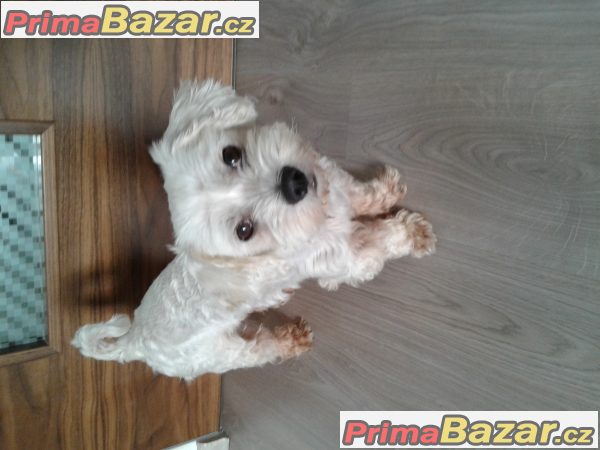 Maltézský psík