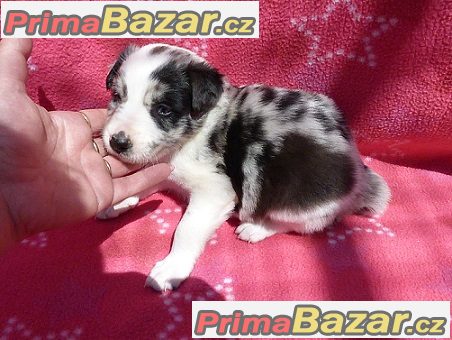 Border kolie s průkazem původu - Nabídka – fotografie 1