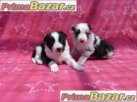 Border kolie s průkazem původu - Nabídka – fotografie 3