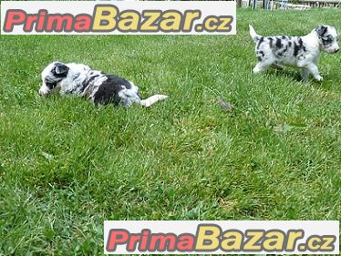 Border kolie s průkazem původu - Nabídka – fotografie 4