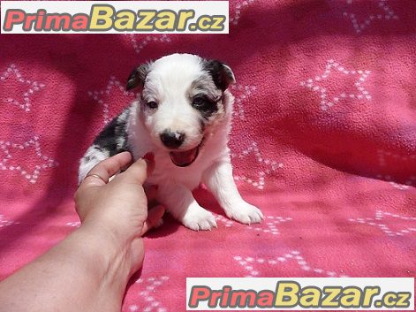 Border kolie s průkazem původu - Nabídka – fotografie 5