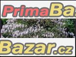 Paulownia Tomentosa - sazenice – fotografie 1