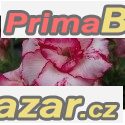 Adenium  Lady Gaga - semena – fotografie 1