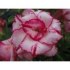 Adenium  Lady Gaga - semena