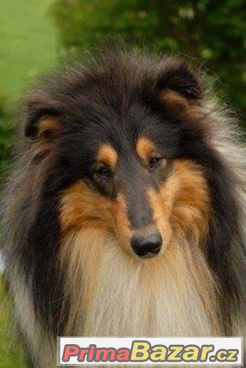 Dlouhosrsta kolie veterani adopce – fotografie 2