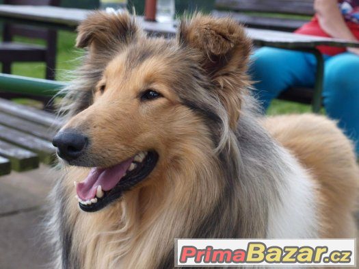 Dlouhosrsta kolie veterani adopce – fotografie 4