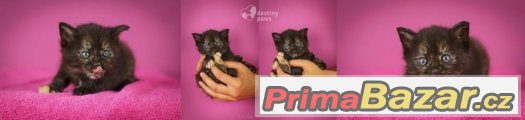 ♥ Okouzlujicí Adhara de´Destiny hledá domov ♥ – fotografie 4