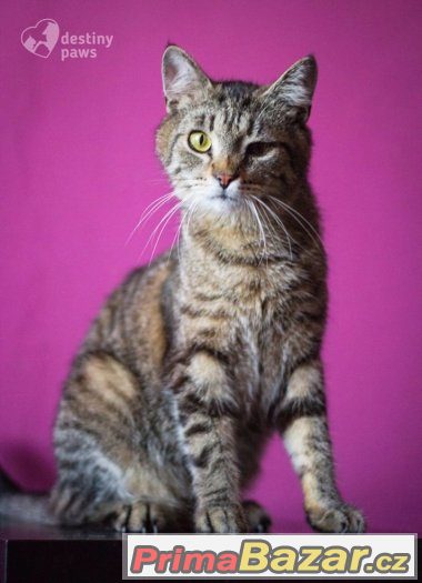 kote, kocourek, mazlivy, hleda domov – fotografie 3