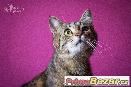 kote, kocourek, mazlivy, hleda domov – fotografie 4