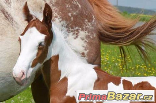 all round Paint Horse colt 2017 – fotografie 2
