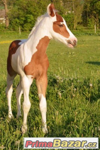 all round Paint Horse colt 2017 – fotografie 3