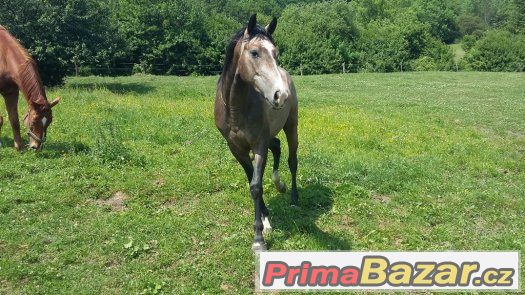 Prodám tříletého  WPBR – fotografie 1