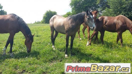 Prodám tříletého  WPBR – fotografie 2