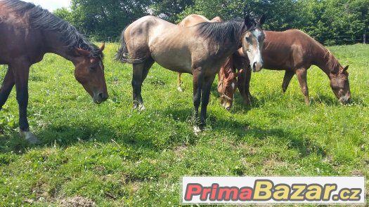Prodám tříletého  WPBR – fotografie 3