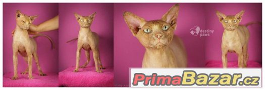 ♥ Horus hledá nejbáječnější domov ♥ – fotografie 3