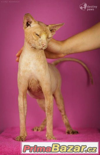 ♥ Horus hledá nejbáječnější domov ♥ – fotografie 4