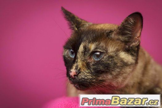 x Siamka Siamská kočka mazlivá adopce hledá domov – fotografie 3