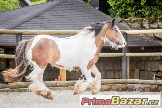 Prodám klisnu - irský cob – fotografie 2