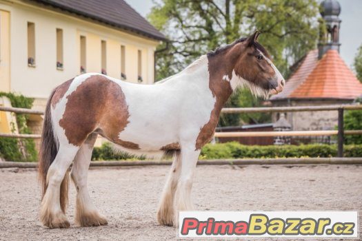Prodám klisnu - irský cob – fotografie 4