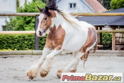 Prodám klisnu - irský cob