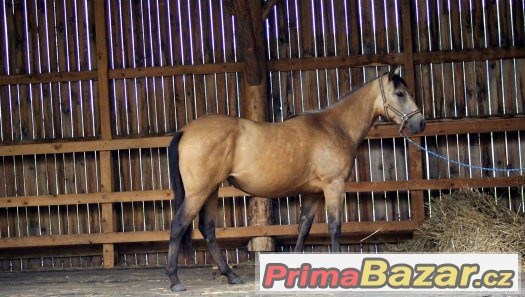 Paint horse klisna – fotografie 3