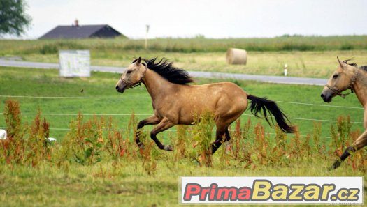 Paint horse klisna – fotografie 5