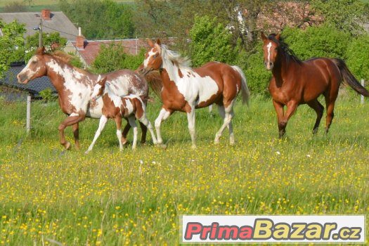 Allround klisna  paint horse tobiano 5/2016 – fotografie 3