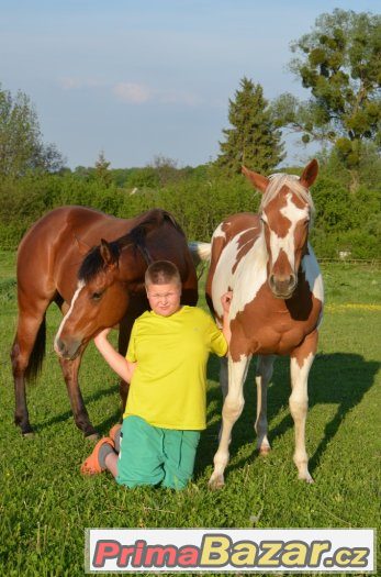 Allround klisna  paint horse tobiano 5/2016 – fotografie 4