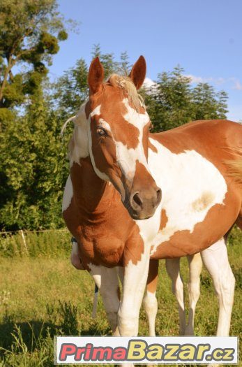 Allround klisna  paint horse tobiano 5/2016 – fotografie 5
