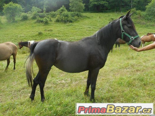 klisna paso fino - arab – fotografie 1