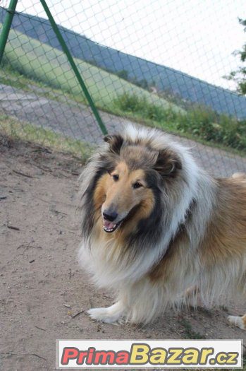 Dlouhosrstá kólie fenka adopce dokonalá hledá domov – fotografie 3
