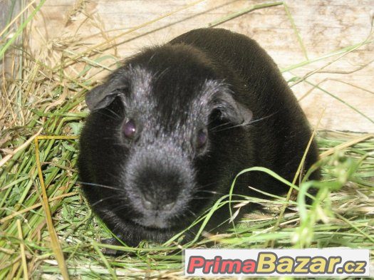 Prodám samečka morčete – fotografie 2