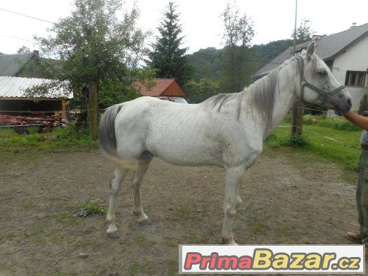 Arabský hřebec Falco – fotografie 2