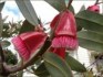 Eucalyptus Tetraptera - semena