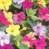 Mirabilis mix - semena